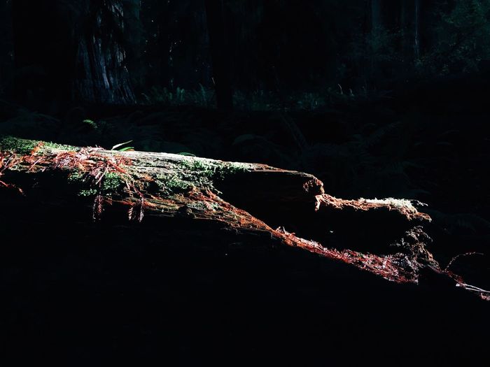 Close-up of tree in forest