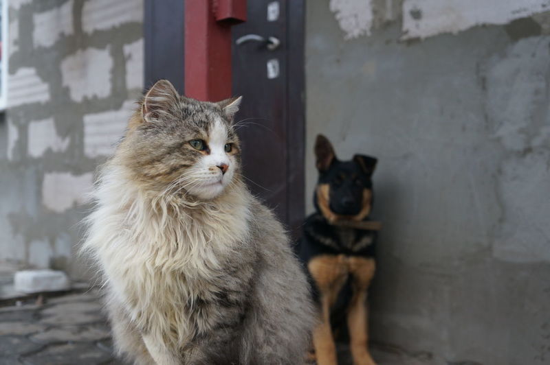 Close-up of cat looking away