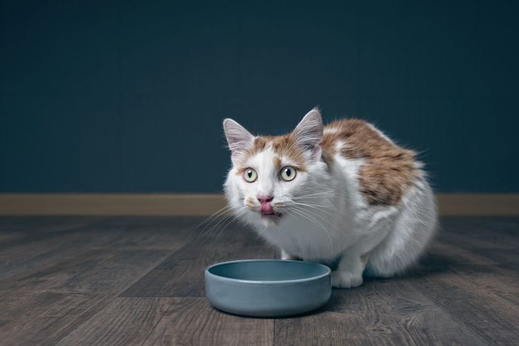 Close-up of cat eating food in bowl on hardwood floor