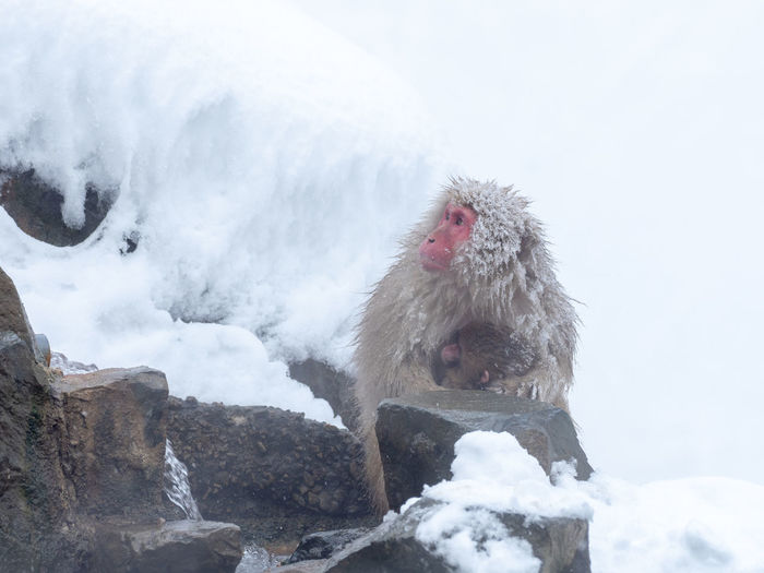 View of monkey on snow covered landscape