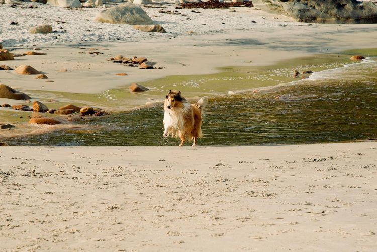 Lassie on the beach