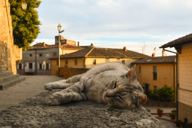 Cat relaxing on a stone wall in the old tuscan village