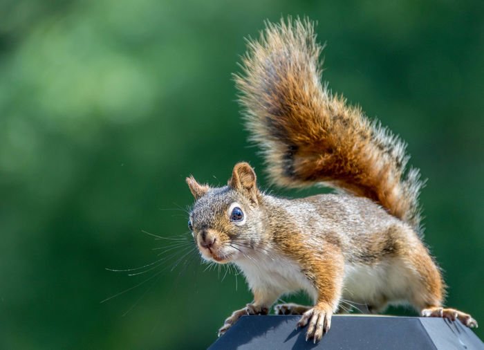 Close-up of squirrel on metal