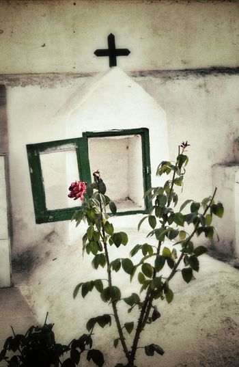 Plants growing on wall