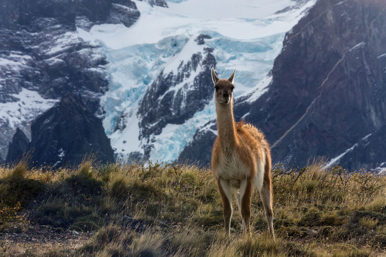 Guanaco standing on grassy field against snowcapped mountain