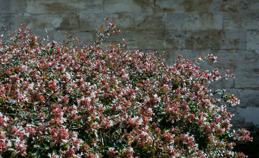 Close-up of pink flowering plants against wall