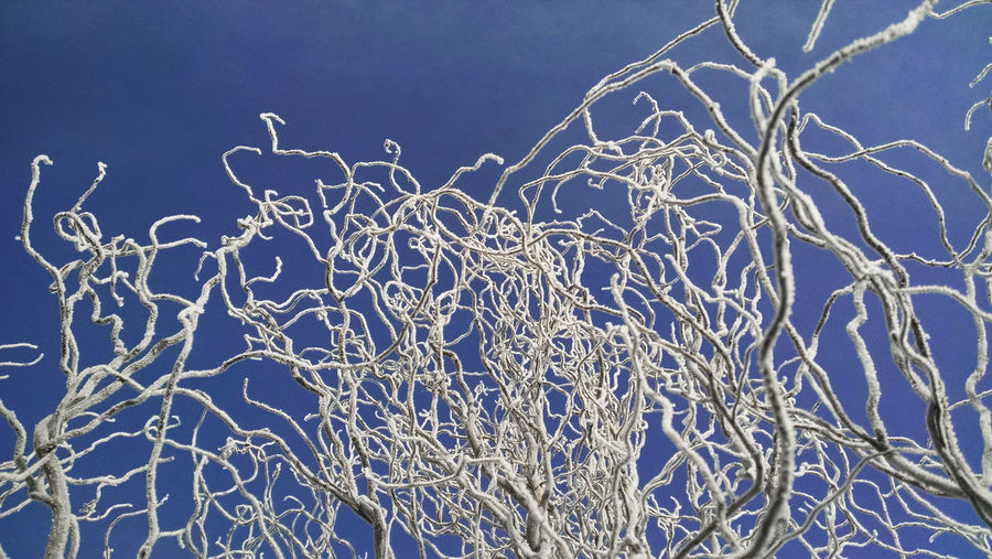 Low angle view of frosted bare tree against sky