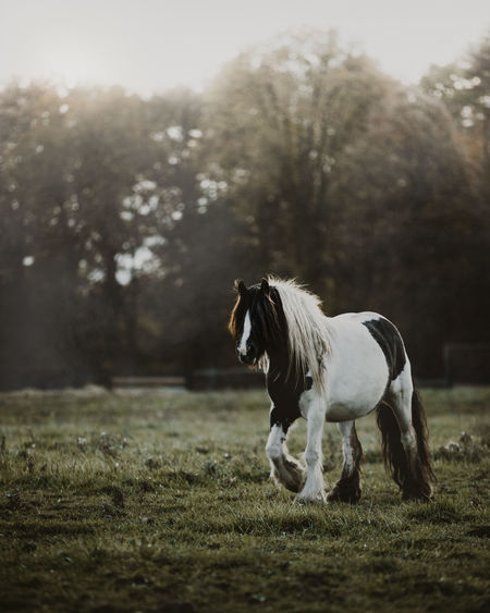 Horse on field in foggy weather