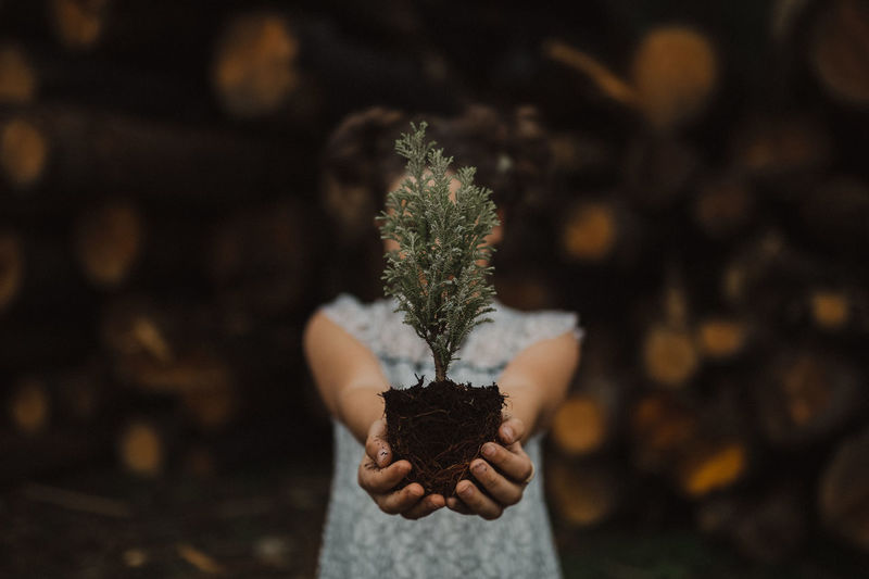 Cropped hand of woman holding christmas tree