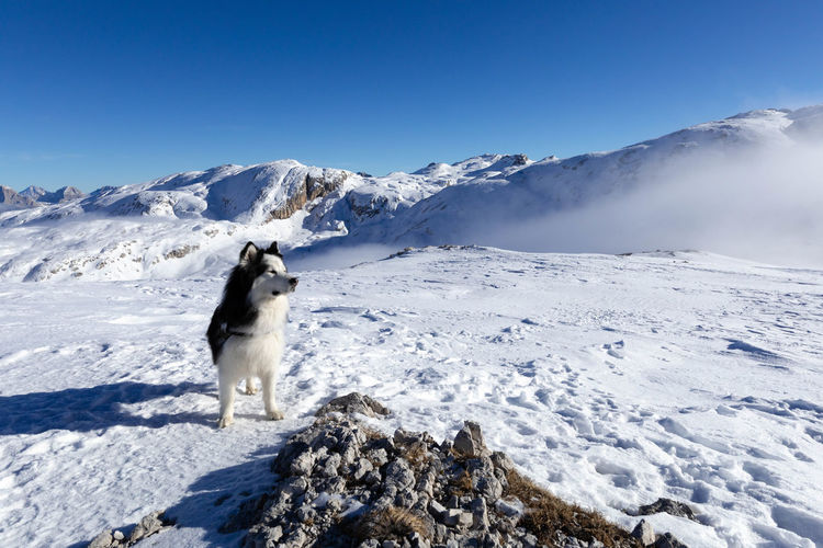 Siberian husky on snowy dolomites -pale di san martino
