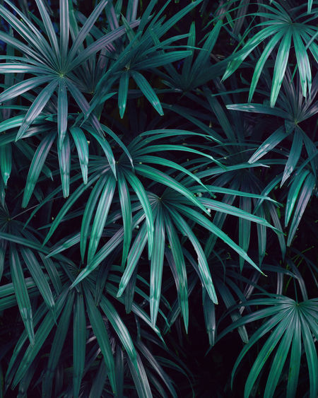 Closeup nature view of tropical palm leaf background, dark green wallpaper concept.