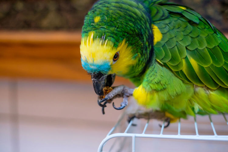 Close-up of parrot perching on cooling rack