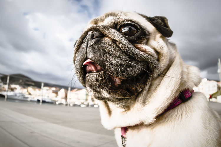 Close-up of a dog looking away