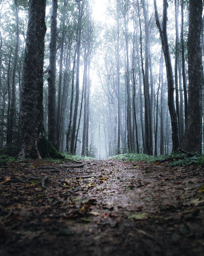 Surface level of trees in forest