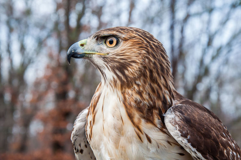 Close-up of hawk