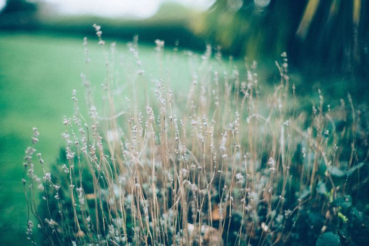 Close-up of wet grass on field