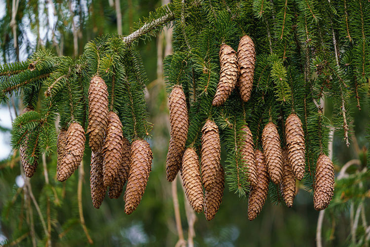 Close-up of pine cones hanging on tree in forest
