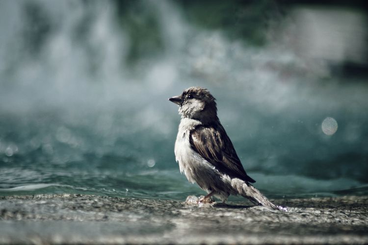 Close-up of bird 