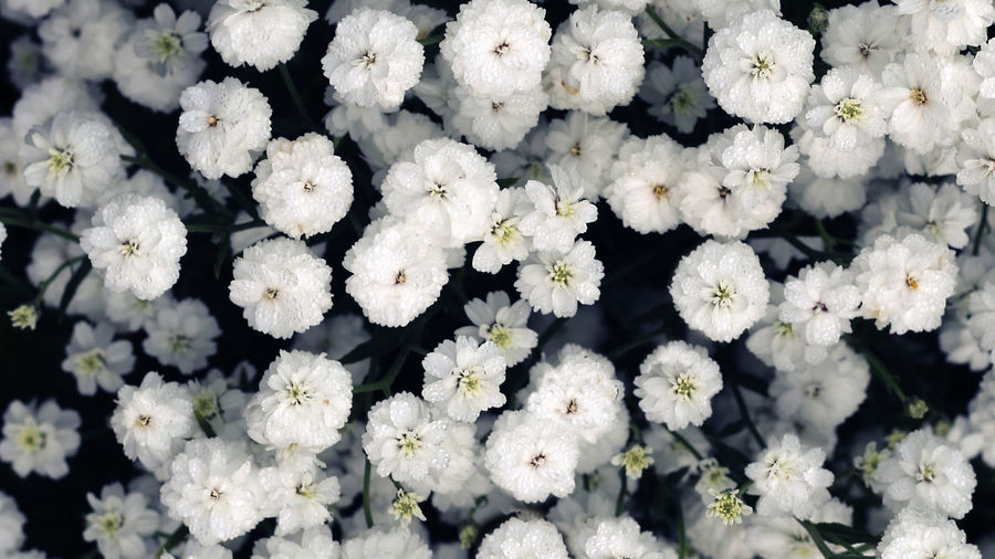 Gypsophila flowers blooming close - up view, gypsophila blooming background