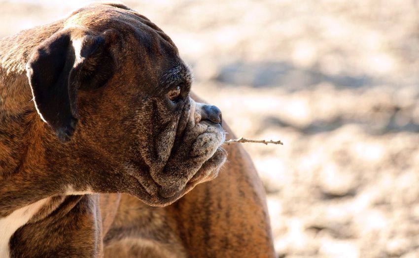Close-up of boxer carrying twig in mouth