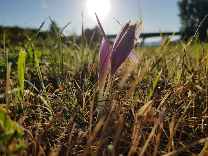 Close-up of grass on field