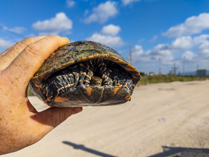Close-up of a turtle that i rescued from a 6m deep waterhole in a construction site