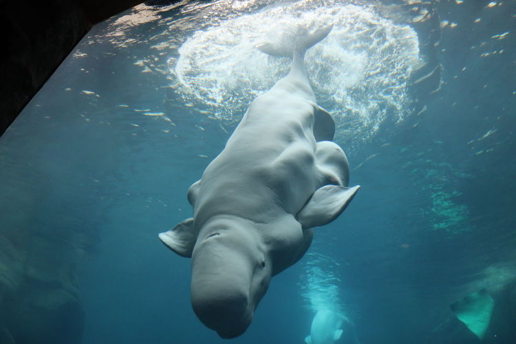 Beluga whale diving into water