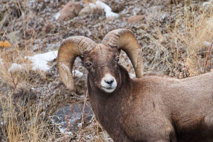 Male mountain sheep with full curl horns in yellowstone national park