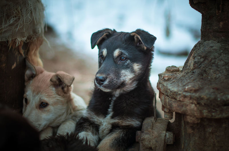 Portrait of a dog looking away