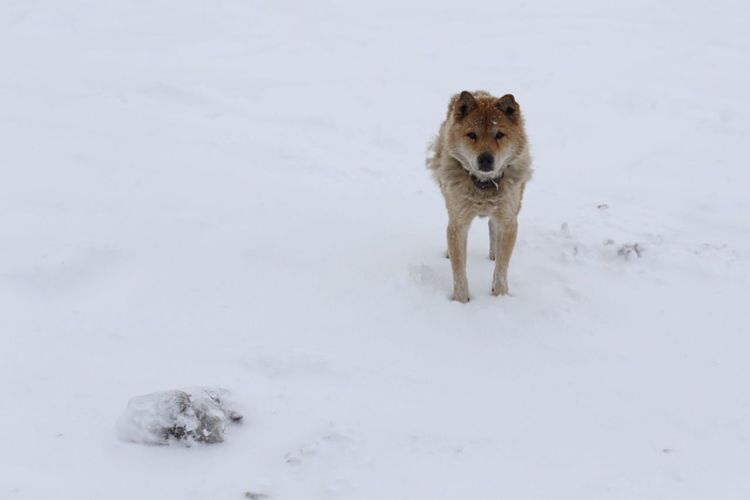 Dog standing on snowy field