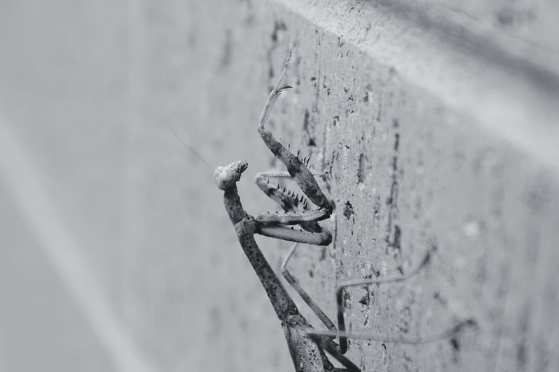 metal