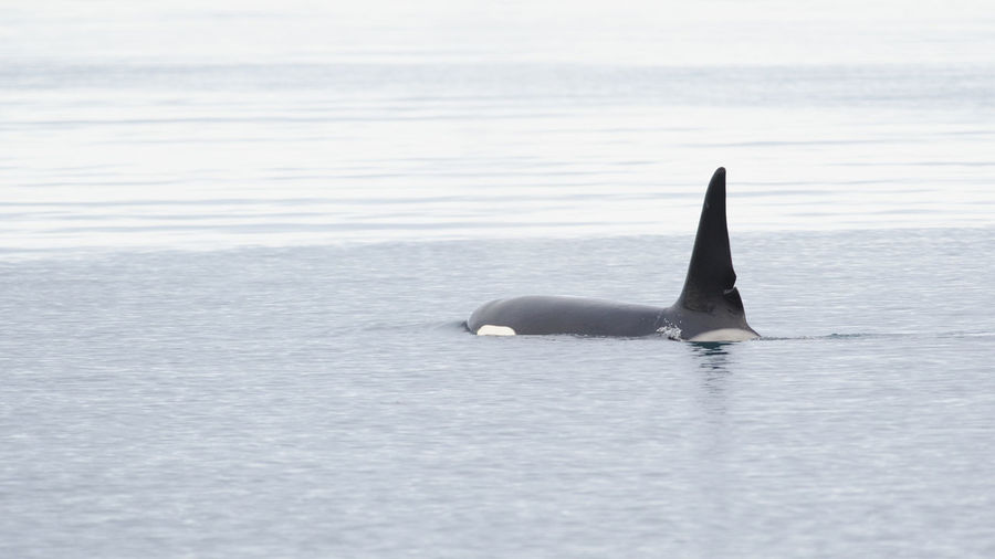 Killer whale swimming in sea at iceland