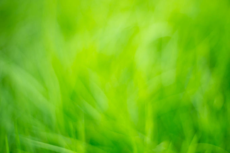 Full frame shot of fresh green plants