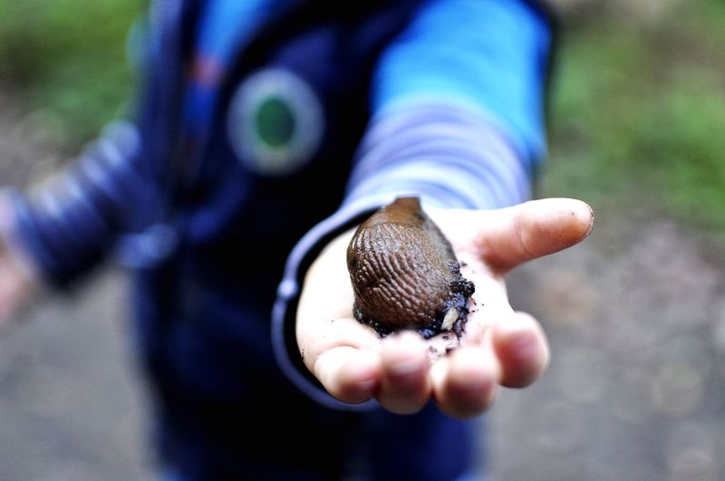 Close-up of snail on hand