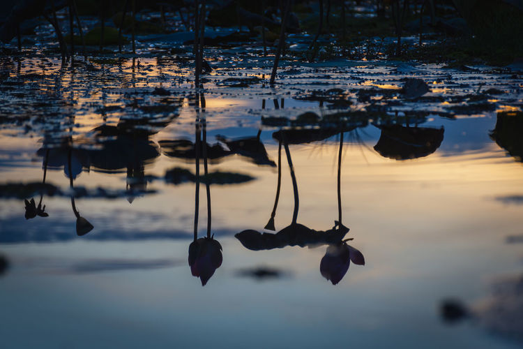 Reflection of plants in lake