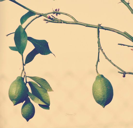 Close-up of green lemon tree against sky