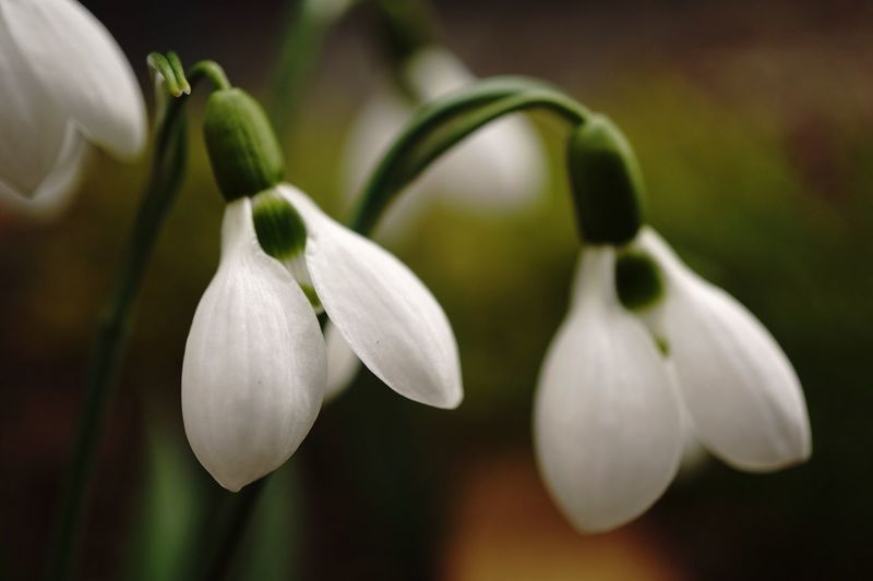 Close-up of snowdrop flowers blooming in park
