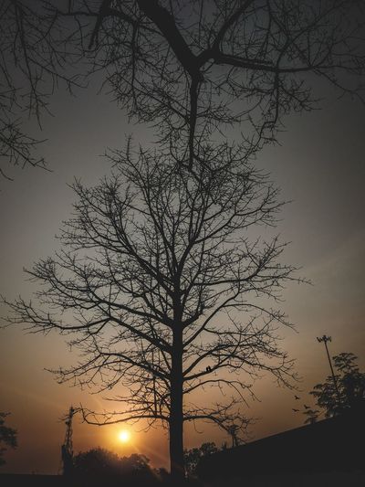 Low angle view of silhouette bare tree against sky during sunset