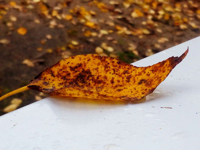 High angle view of orange leaf