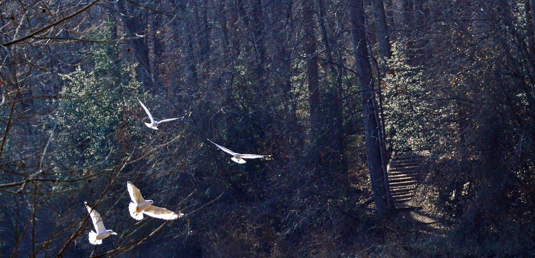 View of birds in the forest