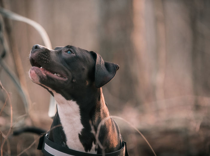 Close-up of a dog looking away