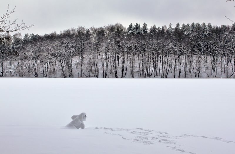 Dog running on snow field against sky