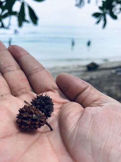Close-up of hand holding pine cones at beach