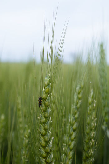 Close-up of wheat on field