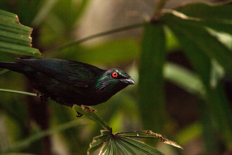 Metallic starling is a shiny bird with red eyes known as aplonis metallica found in new guinea 