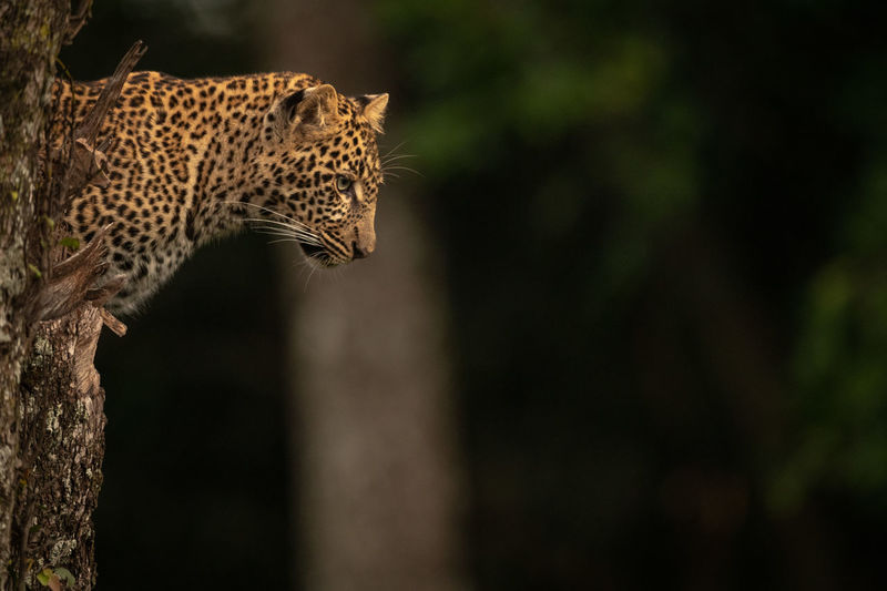 Leopard staring out from lichen-covered tree stump