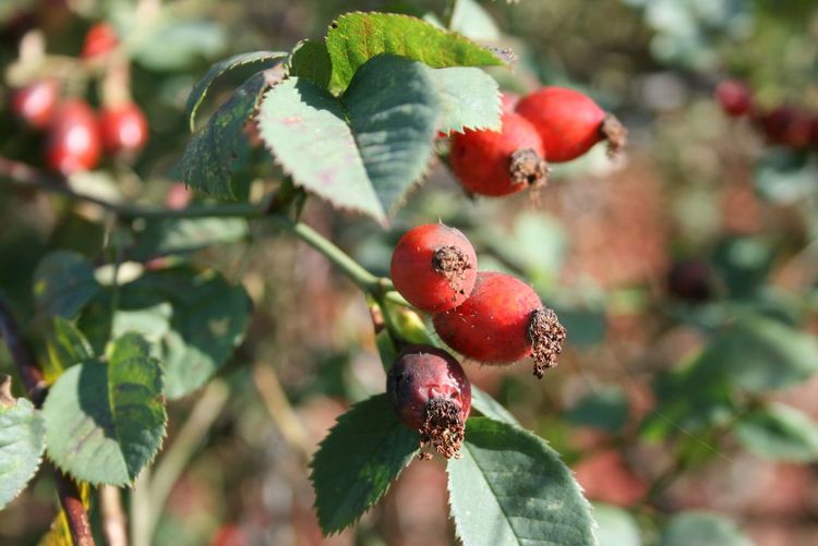 Close-up of berries hanging on tree