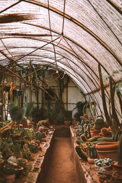 50 Plant Nursery Pictures Hd Download Authentic Images On Eyeem