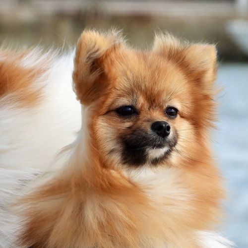 Close-up portrait of pomeranian dog