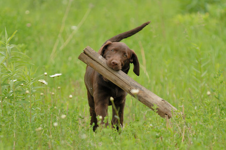 Agile labrador retrieving log outdoors
